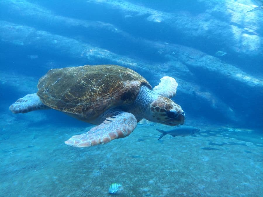 Sea turtle swimming in an aquarium